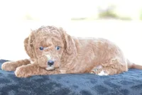 Linnie, a male Poodle - Miniature  for sale in Danville, PA – 1 of 5