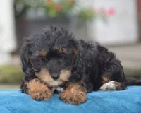 Adora, a female Yorkipoo for sale in Danville, PA – 5 of 9