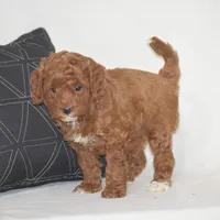 Evlyn, a female Poodle - Miniature  for sale in Danville, PA – 5 of 6
