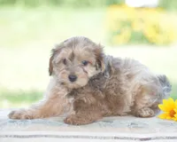 Coyote, a male Yorkipoo for sale in Danville, PA – 4 of 6