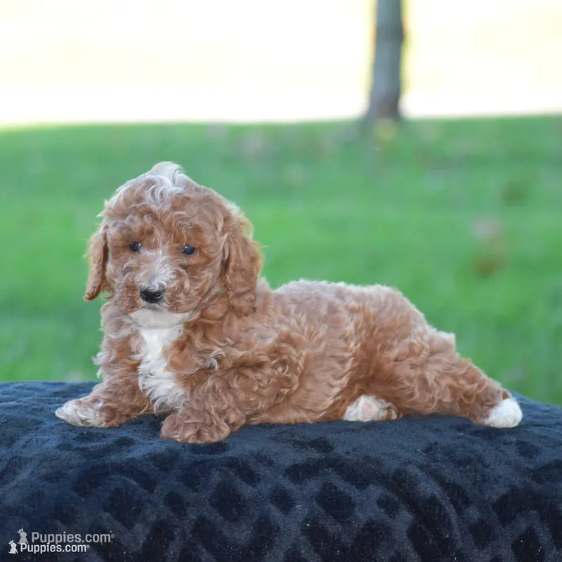 El Paso – Poodle - Miniature  puppy for sale in Danville, PA
