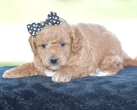 Louie, a male Poodle - Miniature  for sale in Danville, PA – 2 of 3