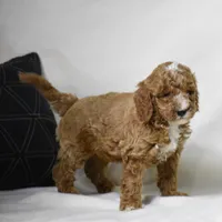 El Paso, a male Poodle - Miniature  for sale in Danville, PA – 5 of 5