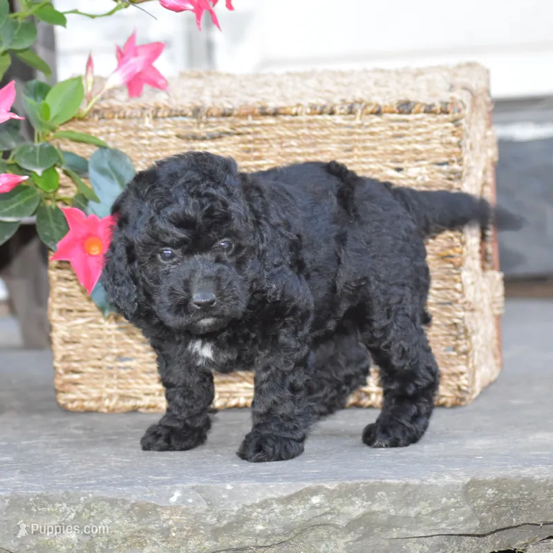 Heidi – Miniature Goldendoodle puppy for sale in Danville, PA