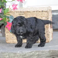 Heidi, a female Miniature Goldendoodle for sale in Danville, PA – 1 of 10