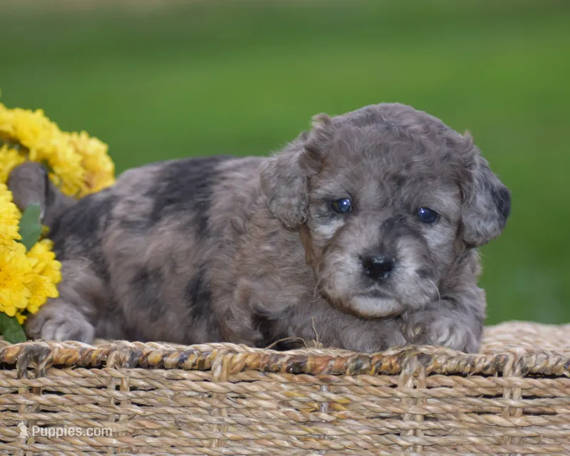Heather – Miniature Goldendoodle puppy for sale in Danville, PA