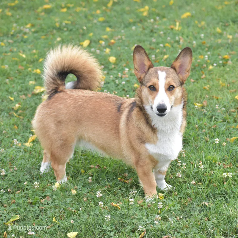 Ava – Pembroke Welsh Corgi puppy for sale in Danville, PA