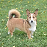 Ava, a female Pembroke Welsh Corgi for sale in Danville, PA – 1 of 9