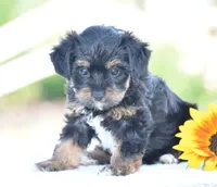 Aimee, a female Yorkipoo for sale in Danville, PA – 4 of 6