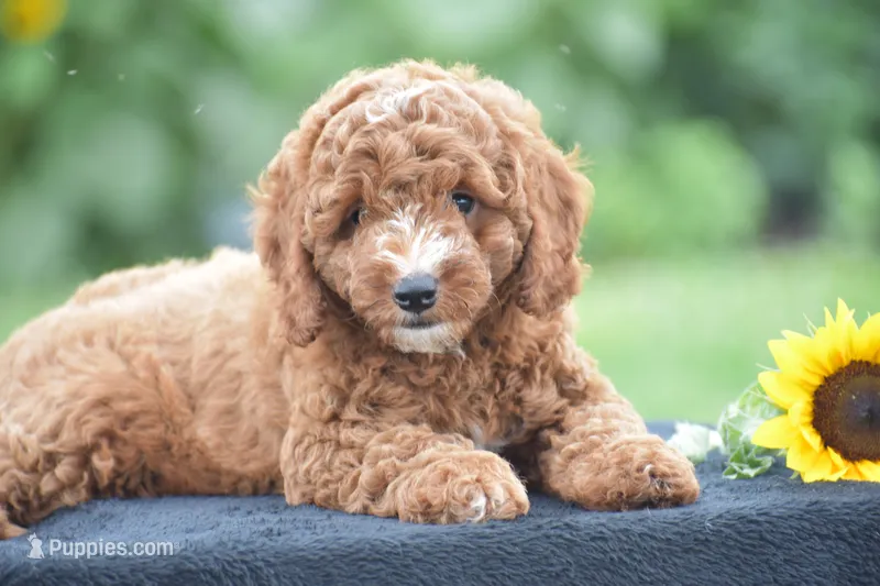 Ridge – Poodle - Miniature  puppy for sale in Danville, PA