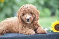 Ridge, a male Poodle - Miniature  for sale in Danville, PA – 1 of 8