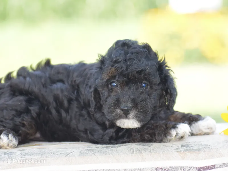 Chalmers – Yorkipoo puppy for sale in Danville, PA