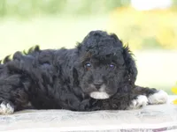 Chalmers, a male Yorkipoo for sale in Danville, PA – 1 of 5