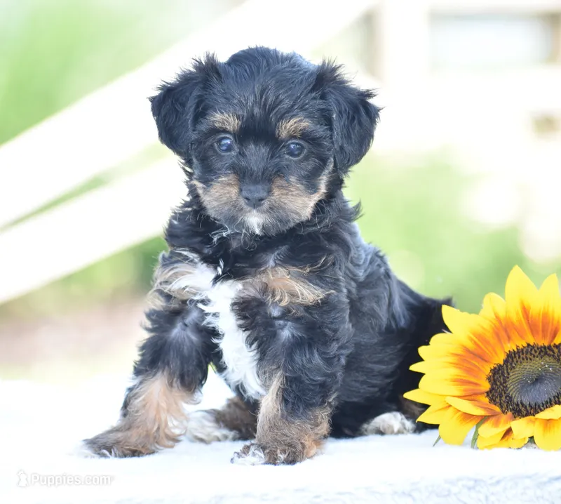 Aimee – Yorkipoo puppy for sale in Danville, PA