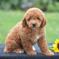 Louie, a male Poodle - Miniature  for sale in Danville, PA – 4 of 8