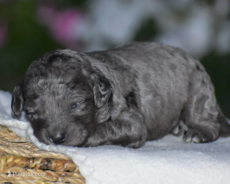 Honey – Miniature Goldendoodle puppy for sale in Danville, PA