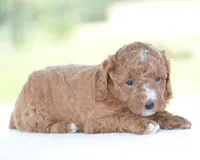 Ridge, a male Poodle - Miniature  for sale in Danville, PA – 3 of 4