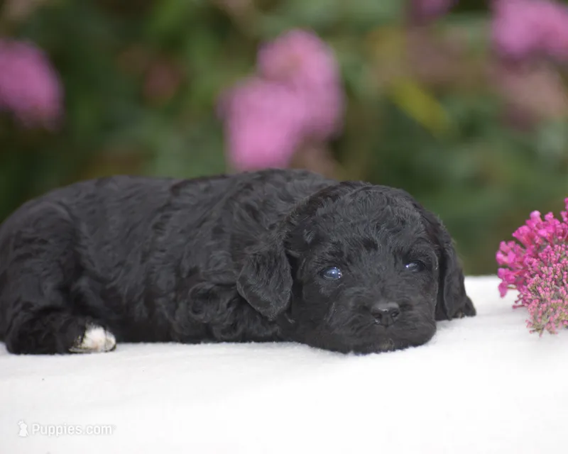 Heidi – Miniature Goldendoodle puppy for sale in Danville, PA