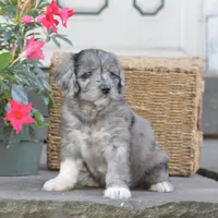 Harmony, a female Miniature Goldendoodle for sale in Danville, PA – 2 of 10