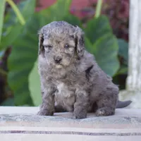Honey, a female Miniature Goldendoodle for sale in Danville, PA – 5 of 10
