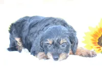 Adora, a female Yorkipoo for sale in Danville, PA – 2 of 5