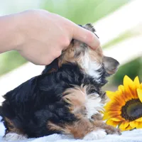 Angie, a female Yorkipoo for sale in Danville, PA – 5 of 5