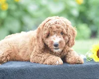 Ridge, a male Poodle - Miniature  for sale in Danville, PA – 4 of 8
