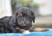 Anya, a female Yorkipoo for sale in Danville, PA – 8 of 10