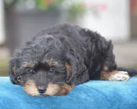 Adora, a female Yorkipoo for sale in Danville, PA – 7 of 9