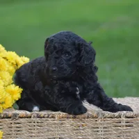 Heidi, a female Miniature Goldendoodle for sale in Danville, PA – 7 of 10