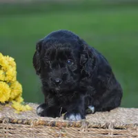 Hyacinth, a female Miniature Goldendoodle for sale in Danville, PA – 7 of 9