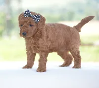 Ruby, a female Poodle - Miniature  for sale in Danville, PA – 4 of 5