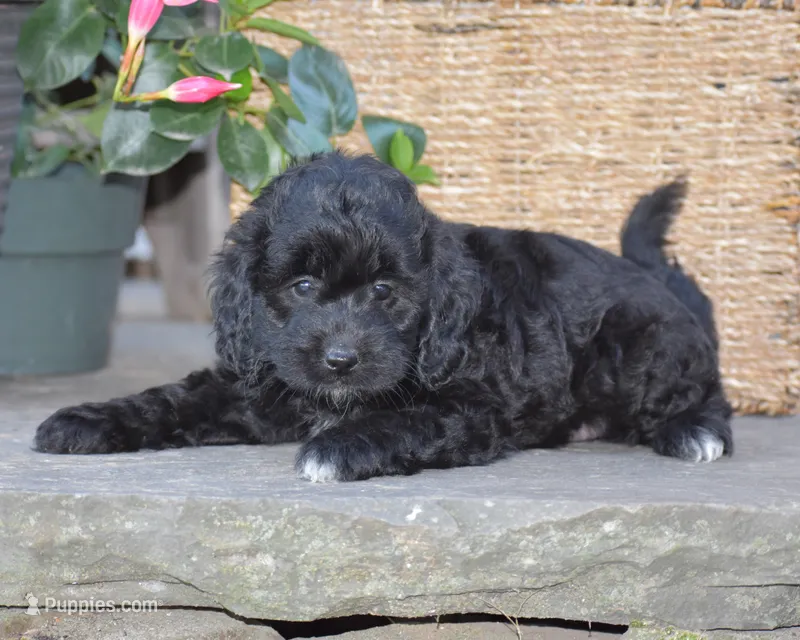 Hyacinth – Miniature Goldendoodle puppy for sale in Danville, PA
