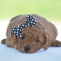 Rosette, a female Poodle - Miniature  for sale in Danville, PA – 3 of 8