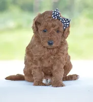 Ruby, a female Poodle - Miniature  for sale in Danville, PA – 2 of 5