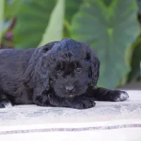 Hyacinth, a female Miniature Goldendoodle for sale in Danville, PA – 5 of 9