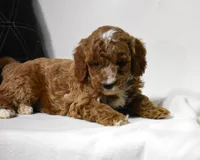 El Paso, a male Poodle - Miniature  for sale in Danville, PA – 3 of 5
