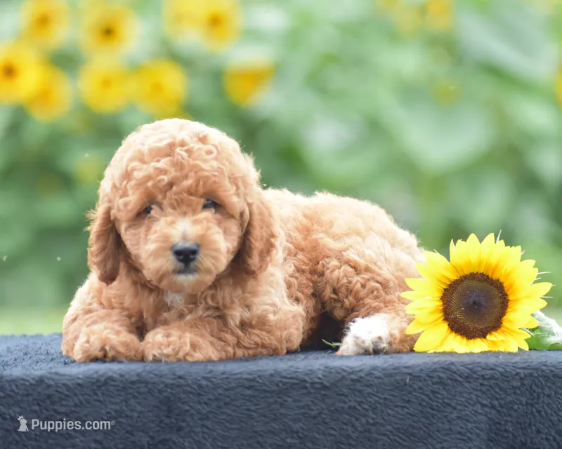 Louie – Poodle - Miniature  puppy for sale in Danville, PA