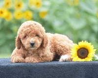 Louie, a male Poodle - Miniature  for sale in Danville, PA – 1 of 8