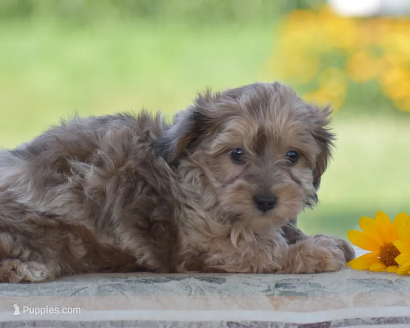 Coyote – Yorkipoo puppy on hold in Danville, PA