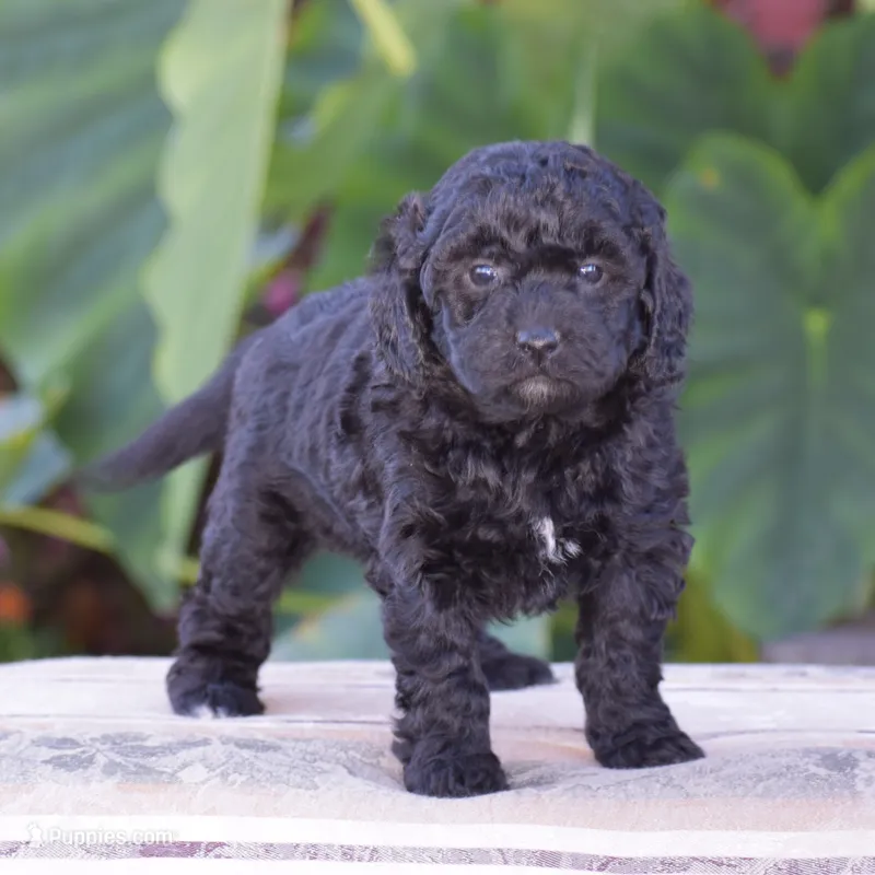 Heidi – Miniature Goldendoodle puppy for sale in Danville, PA