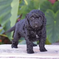 Heidi, a female Miniature Goldendoodle for sale in Danville, PA – 3 of 10