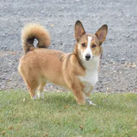 Ava, a female Pembroke Welsh Corgi for sale in Danville, PA – 2 of 9