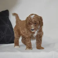 El Paso, a male Poodle - Miniature  for sale in Danville, PA – 2 of 5