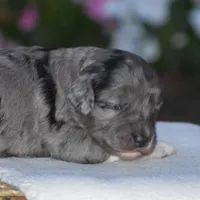 Harmony, a female Miniature Goldendoodle for sale in Danville, PA – 2 of 6