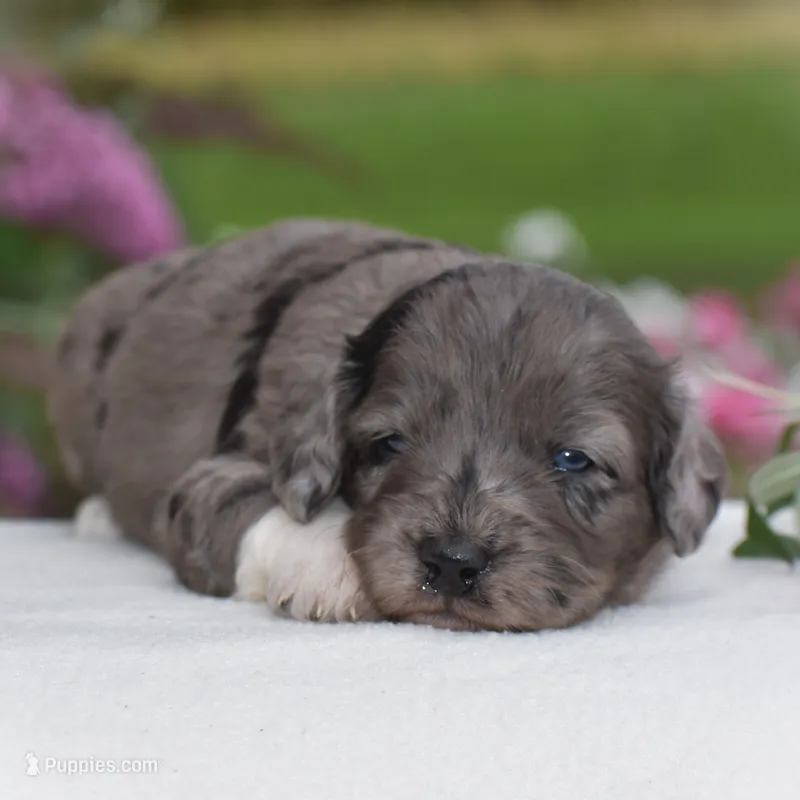 Harmony – Miniature Goldendoodle puppy for sale in Danville, PA