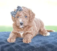 Linnie, a male Poodle - Miniature  for sale in Danville, PA – 5 of 5