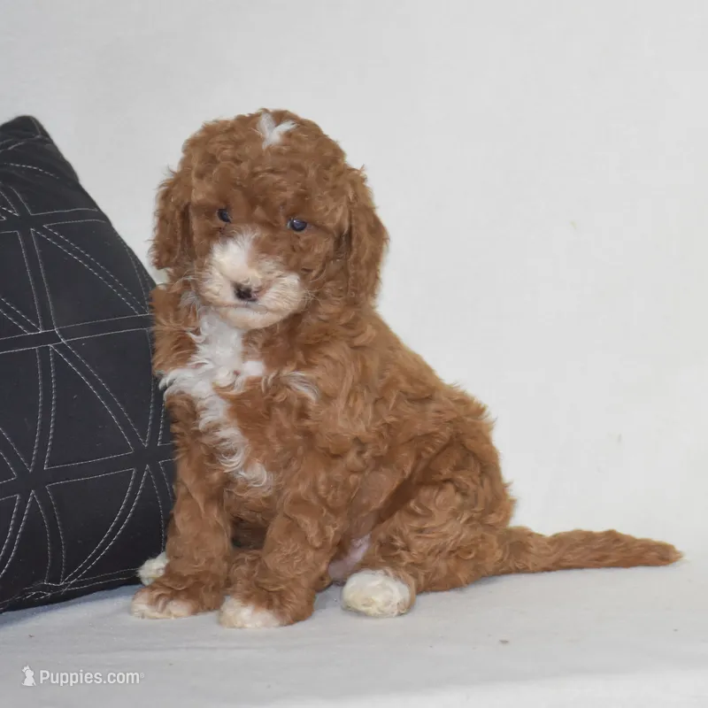 Erika – Poodle - Miniature  puppy for sale in Danville, PA