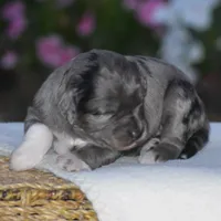 Harmony, a female Miniature Goldendoodle for sale in Danville, PA – 5 of 6