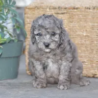 Honey, a female Miniature Goldendoodle for sale in Danville, PA – 2 of 10